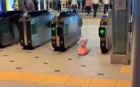 The Cutest Ham - Animals - VIDEOTIME.COM