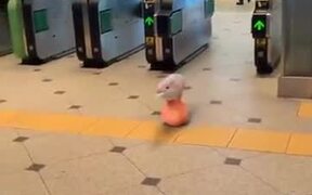 The Cutest Ham - Animals - VIDEOTIME.COM