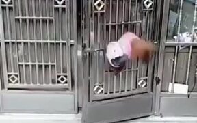 If Mission Impossible Was Created With Dogs - Animals - VIDEOTIME.COM