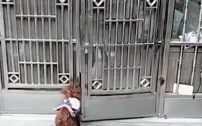 If Mission Impossible Was Created With Dogs - Animals - VIDEOTIME.COM