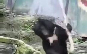 A Bear Knows How To Handle A Staff - Animals - VIDEOTIME.COM