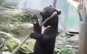 A Bear Knows How To Handle A Staff