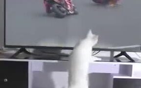 White Cat Spreading Bad Luck - Animals - VIDEOTIME.COM