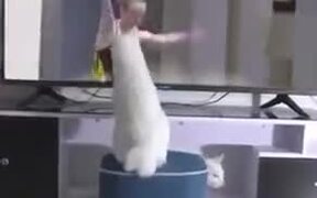 White Cat Spreading Bad Luck - Animals - VIDEOTIME.COM