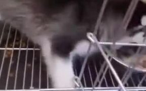 Fastest Eating Puppy - Animals - VIDEOTIME.COM