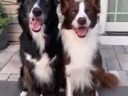 Two Dogs Best Friends
