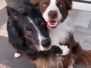 Two Dogs Best Friends