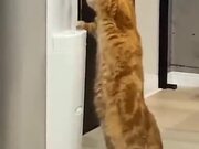 A Cat Using A Water Dispenser