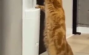 A Cat Using A Water Dispenser - Animals - VIDEOTIME.COM