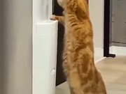 A Cat Using A Water Dispenser