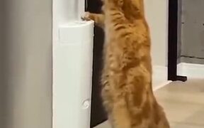 A Cat Using A Water Dispenser - Animals - VIDEOTIME.COM