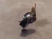 Chicken Wearing Pant And Shoes