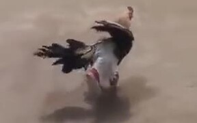 Chicken Wearing Pant And Shoes - Animals - VIDEOTIME.COM