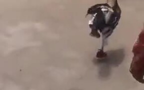 Chicken Wearing Pant And Shoes - Animals - VIDEOTIME.COM