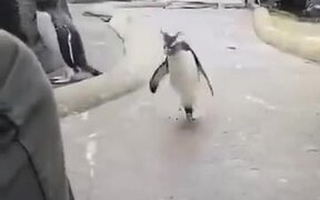 Who Said Penguins Don't Dance? - Animals - VIDEOTIME.COM