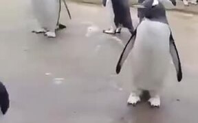 Who Said Penguins Don't Dance? - Animals - VIDEOTIME.COM