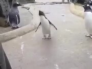 Who Said Penguins Don't Dance?