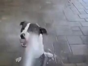 Dogs Love Spray Water