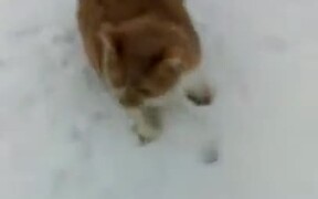 When Cat And Dog Are Out On The Snow - Animals - VIDEOTIME.COM
