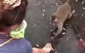 Greedy Monkey Slipping - Animals - VIDEOTIME.COM