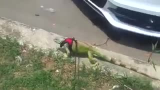 Iguana Being Mean To A Cat