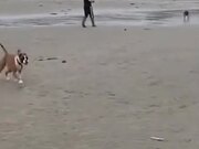 Dog With An Unwanted Summersault