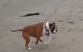 Dog With An Unwanted Summersault - Animals - VIDEOTIME.COM