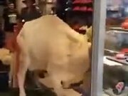 Cow Destroying A Shoe Store