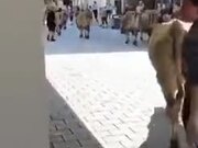 Cow Destroying A Shoe Store