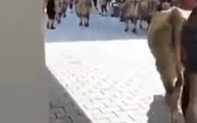 Cow Destroying A Shoe Store - Animals - VIDEOTIME.COM