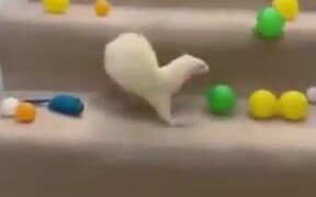 How To Trick A White Ferret - Animals - VIDEOTIME.COM