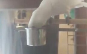 White Bird Rejecting A Healthy Salad - Animals - VIDEOTIME.COM