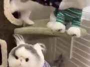 Cat Jealous Of Cat Doll