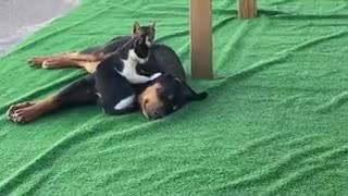 Cat Giving Massage To A Dog