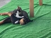 Cat Giving Massage To A Dog