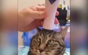 Pussy Cat Getting A Massage - Animals - VIDEOTIME.COM