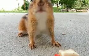 A Very Lucky Squirrel