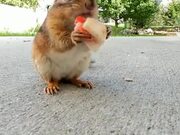 A Very Lucky Squirrel