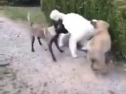 When A Big Dog Plays With Others