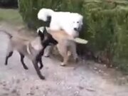 When A Big Dog Plays With Others