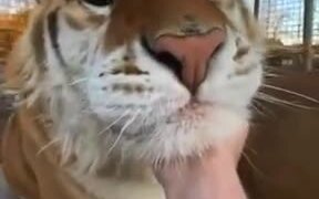 Proof: Tigers Are Big Kitties - Animals - VIDEOTIME.COM