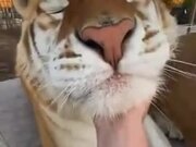 Proof: Tigers Are Big Kitties