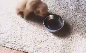 Little Puppy In Love With Her Bowl - Animals - VIDEOTIME.COM