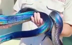 Most Beautiful Blue Snake - Animals - VIDEOTIME.COM