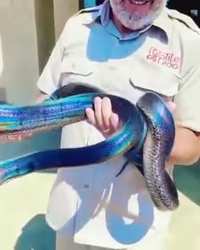 Most Beautiful Blue Snake