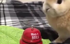 Bunny Rings A Bell For... - Animals - VIDEOTIME.COM