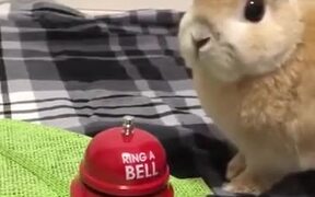 Bunny Rings A Bell For... - Animals - VIDEOTIME.COM