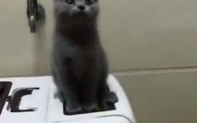 Cutest Dancing Cat Duo - Animals - Videotime.com