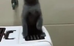 Cutest Dancing Cat Duo - Animals - VIDEOTIME.COM