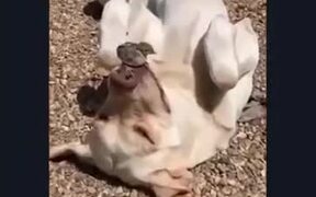 Ever Heard A Dog Balancing A Chick? - Animals - VIDEOTIME.COM